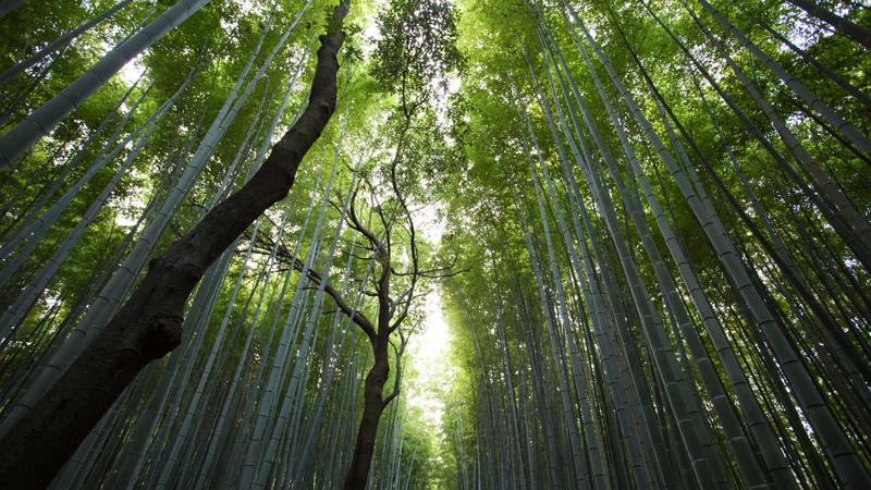 赏金船长平台领航财富未来